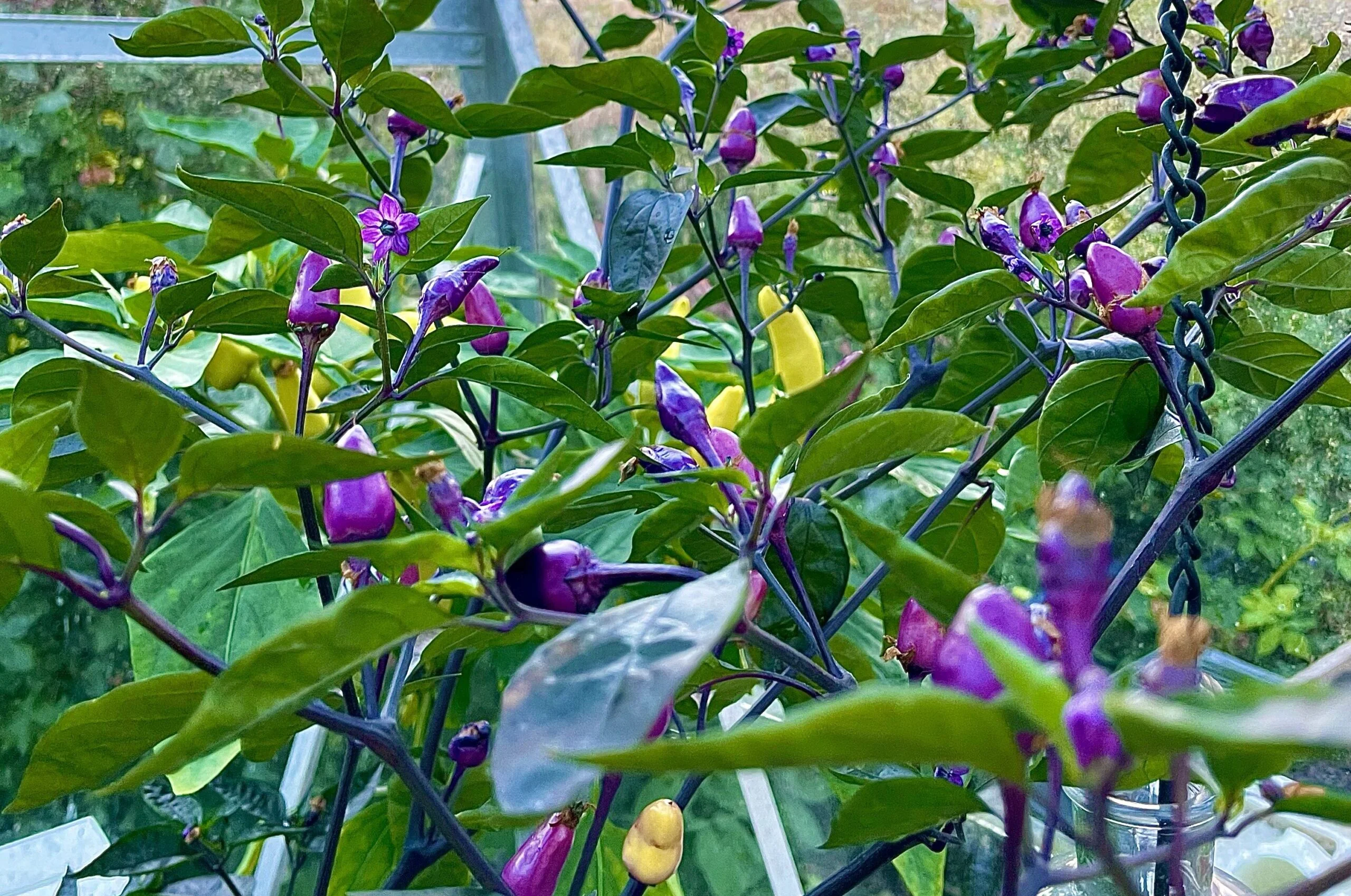 Lilla chilifrugter