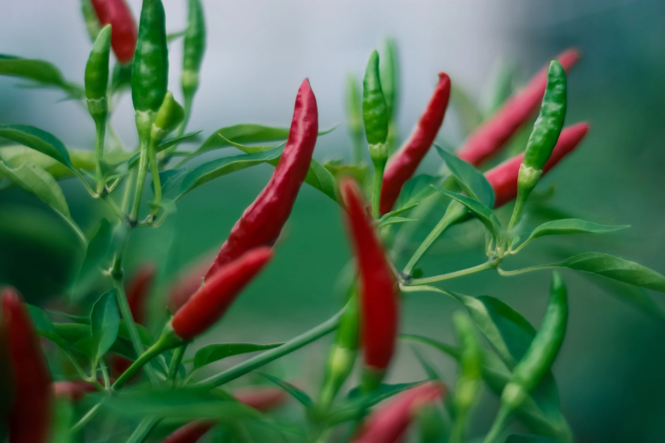 Chili på chiliplante